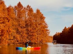 -上海海湾国家森林公园