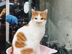 -猫亿天猫咖