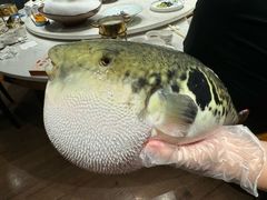 -鲐赏河豚(长寿店)