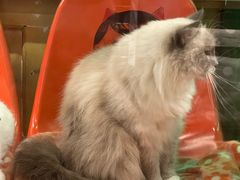 -猫咪博物馆(顶澳仔猫街店)