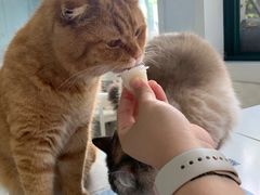 -喵的天空名猫咖啡馆·撸猫·猫舍·用品