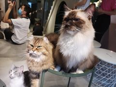-猫儿山۰猫主题餐厅