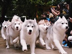 -TrueLove @ Neverland (Husky Cafe)