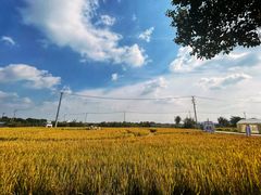 -莲花岛景区