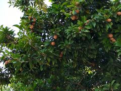 -广州神农草堂中医药博物馆