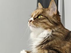 -纳吉亚猫专科动物诊疗中心(蒋宅口分院)