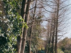 -上海滨江森林公园