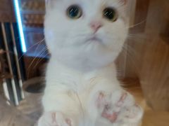 -Umiao与猫咖啡 猫咖