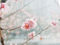 -望江楼公园