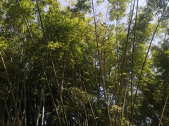 -深圳龙潭公园