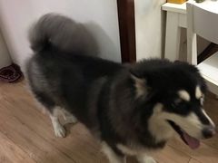 -美联众合动物医院·24h转诊中心