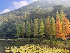 -广州市石门国家森林公园