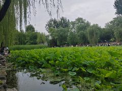 -莲湖公园
