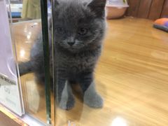 -龟与熊猫宠物公园(南坪店)
