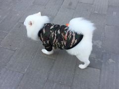 -北京观赏动物医院·24小时大型综合·猫专科·异宠专科