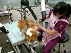-暖阳宠物医院·犬猫康复中心·骨科
