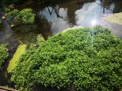 -Local泰莲庭(虹鳟鱼店)