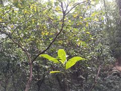 -云溪植物园