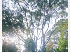 -武吉知马自然保护区