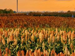 -三圣花乡旅游区