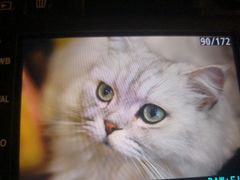 -猫友咖啡店(玉林西路店)