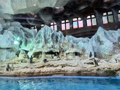 -帝企鹅自助餐厅•儿童岛•真企鹅(长隆企鹅酒店)