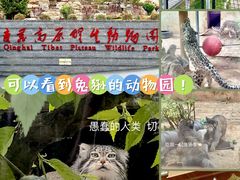 -青藏高原野生动物园