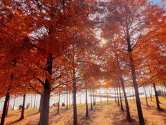 -上海海湾国家森林公园