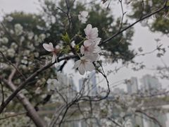 -西北湖绿化广场