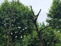-都江堰中华大熊猫苑