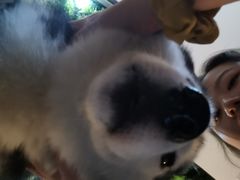 -Husky Go! 哈士奇体验馆·宠物咖啡厅狗咖