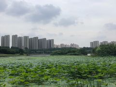 -丁香湖公园