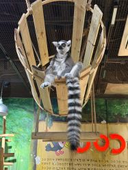 -Zoolung Zoolung动物主题公园(海信广场店)
