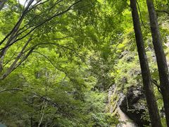 -牛背梁国家森林公园