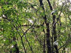 -怀托摩萤火虫洞