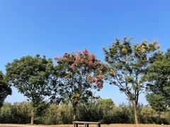 -同里国家湿地公园