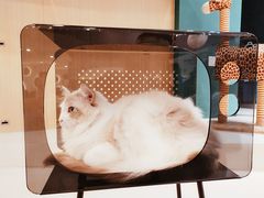 -飞行喵MR PILOT|猫舍·猫咖(静安大融城店)