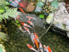 -小榄公饭店·岭南庭院餐厅(民安北路店)