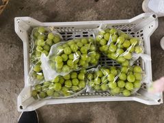 -马陆小张葡萄园农家乐