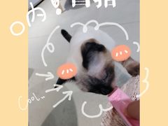 -藏猫猫咖啡主题馆(中央大道店)