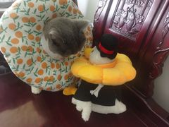 -凯特喵百思猫专科医院