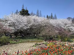 -苏州上方山国家森林公园