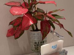 -鹿港小镇(黄金店)