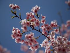 -顾村公园