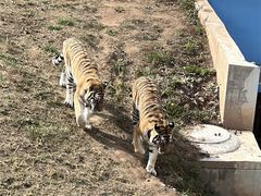-青藏高原野生动物园