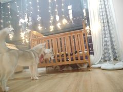 -Husky Go! 哈士奇体验馆·宠物咖啡厅狗咖