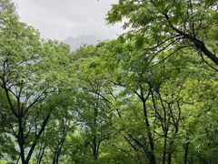 -陕西省红河谷森林公园