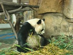-成都动物园