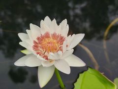 -中国科学院华南植物园