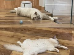 -袖虎·猫馆(体育西路店)